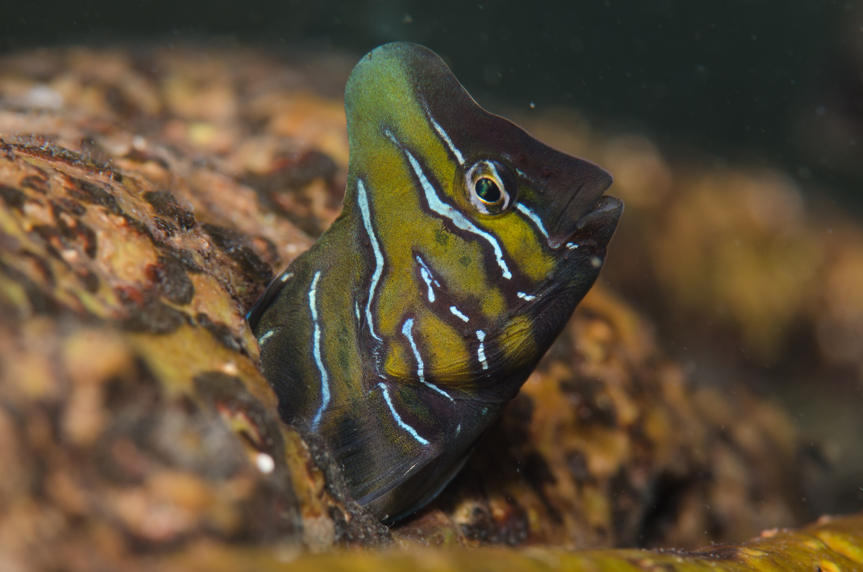 DSC_8407 – Australian, Omobranchus anolius, blenny, crispin, estuary, matapouri, new, nz, oyster, zealand, JAN17